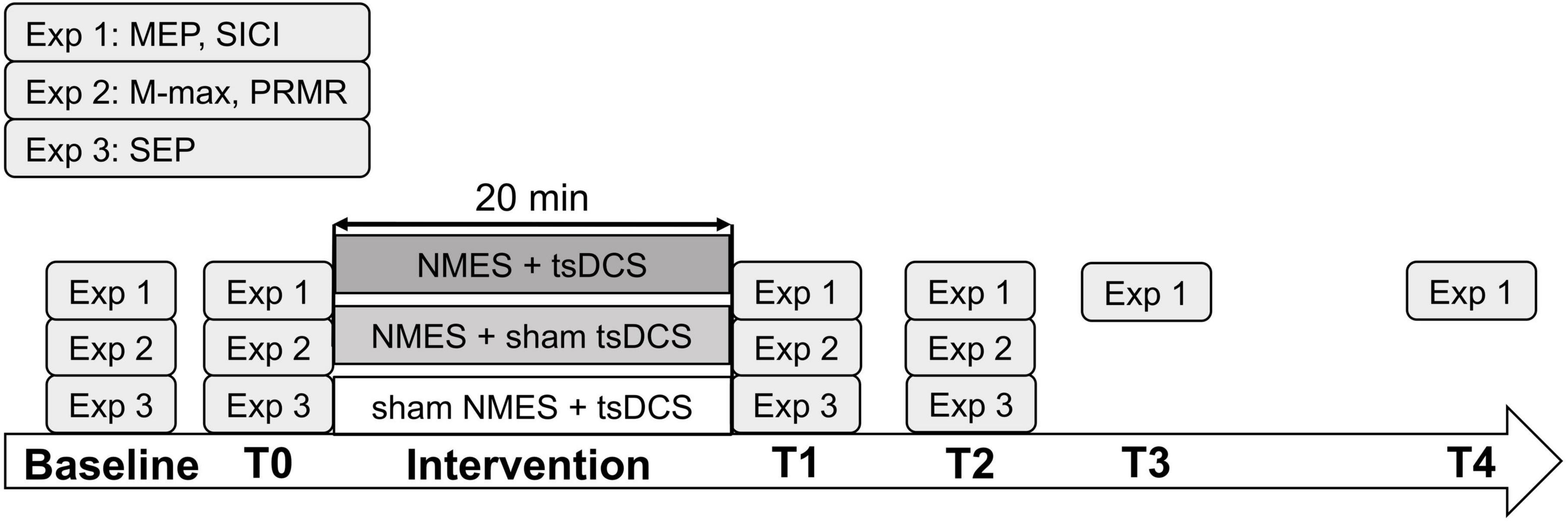 Combined neuromuscular electrical stimulation and transcutaneous spinal direct current stimulation increases motor cortical plasticity in healthy humans
